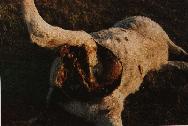 Mutilated calf